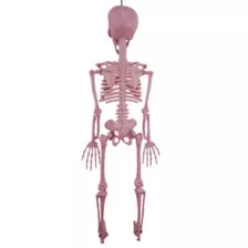 Pink Skeleton - 36 Inches - Spirithalloween.com