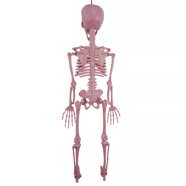Pink Skeleton - 36 Inches - Spirithalloween.com