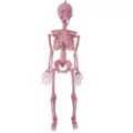 Pink Skeleton - 36 Inches at Spirit Halloween