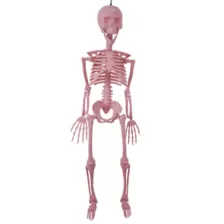 Pink Skeleton - 36 Inches at Spirit Halloween