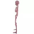 Pink Skeleton - 36 Inches at Spirit Halloween