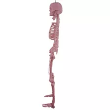 Pink Skeleton - 36 Inches at Spirit Halloween