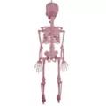 Pink Skeleton - 36 Inches at Spirit Halloween