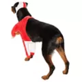 Football Player Pet Costume at Spirit Halloween