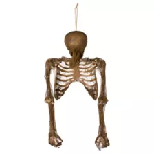 Hanging Decaying Skeleton Half Body at Spirit Halloween