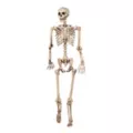 5 Ft Pose 'N' Stay Skeleton at Spirit Halloween