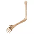 Skeleton Arm Prop - 2023 Spirit Hallows Cemetery at Spirit Halloween