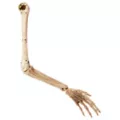 Skeleton Arm Prop - 2023 Spirit Hallows Cemetery at Spirit Halloween