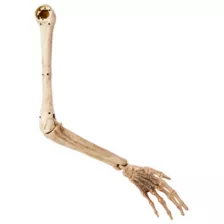 Skeleton Arm Prop - 2023 Spirit Hallows Cemetery at Spirit Halloween