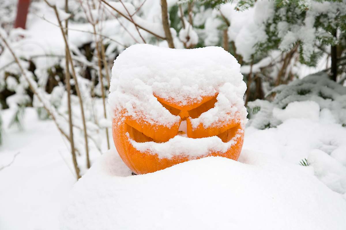 snowy pumpkin